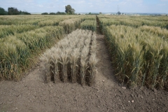 13. Efectos de Roya amarilla