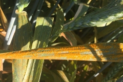 14. Hojas con roya amarilla