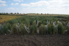 16. Diferenciales roya