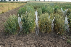 17. Diferenciales Avocet Yr