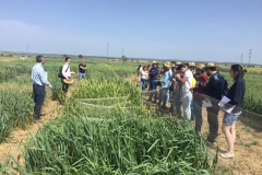 21. Explcando trigos antiguos