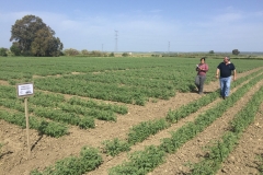 23. Ensayos de garbanzo