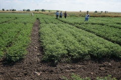 26. Ensayos garbanzo