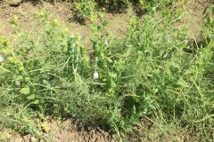 30. Cruces guisante I