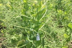 31. Guisantes cruzados