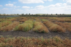 32. Ensayos Guisantes LEGATO