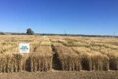 50. Ensayos maurando en Tejada