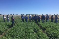 51. Programa de garbanzo