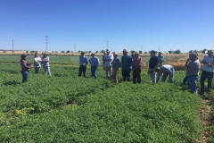 52. Cocereales visitando ensayos garbanzo