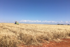 56. Cosechando ensayos trigo