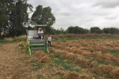 57. Cosechando guisantes