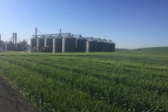 08. Llega el espigado