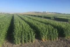 09. Bandas de trigo duro