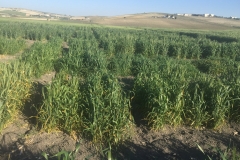 12. Diferenciales roya amarilla