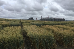 14. Ensayos triticale