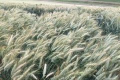 17. Espigas de triticale
