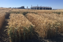 21. Ensayos madurando