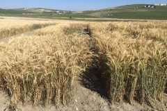 22. Triticales madurando