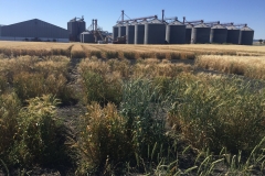 23. Variedades diferenciales roya