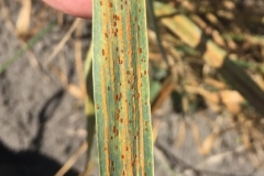 25. Roya amarilla y de la hoja