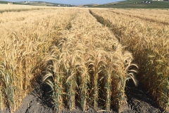 27. Triticale madurando