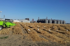 31. Cosecha de ensayos