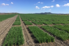 02. Ensayos en Conil en febrero