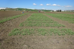 03. Ensayo de guisante en marzo