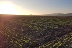 04. Ensayo guisante en Conil