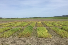 05.Encharcamiento en guisantes de Conil