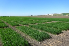 06. Ensayos de trigo en marzo