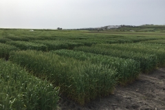 07. Ensayos de Conil a final de marzo