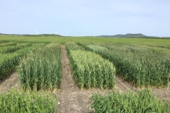 10. Primeros espigados en Conil