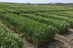 11. Espigado en Conill