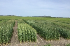 12. Triticales en Conil