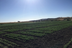 16. Ensayos de garbanzo en Conil