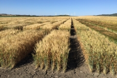 17. Ensayos trigo duro en Conil mayo