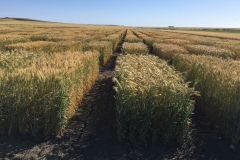 18. Ensayo triticale en Conil en mayo