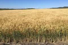 19. Don Ricardo en Conil