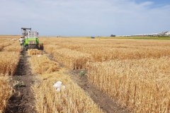 20. Cosecha en Conil