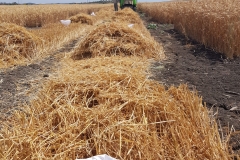 22. Cosecha ensayos Conil