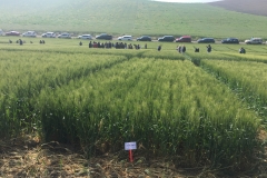 11. Calero en ensayos SAT