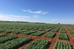 05. Ensayos de Ecija en febrero