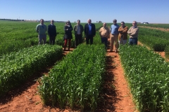 16. Visita del Consejo a ensayos Ecija