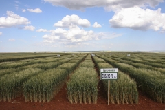 29b.Ensayos Agrovegetal