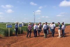 32. Bandas de desarrollo