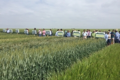 33. Bandas de triticales