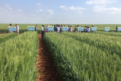 34. Ensayo Triticale