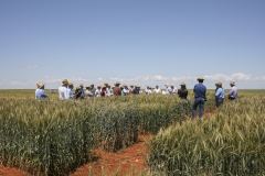 35b. Explicando ensayos triticale