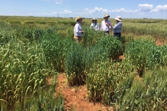 37. Diferenciales de roya